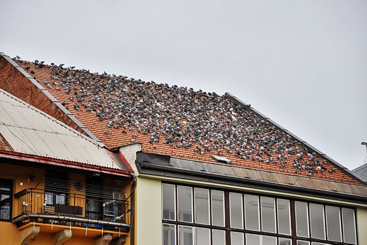 A2B Pest Control are able to install spikes to deter birds from roofs in Wellingborough. 
