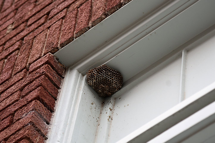 We provide a wasp nest removal service for domestic and commercial properties in Wellingborough.